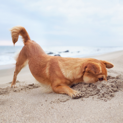 Preparing for a Staycation with your dog