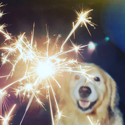 What to do if your dog is scared of Fireworks